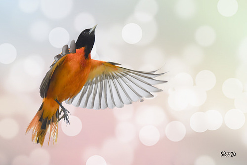 Baltimore Oriole.