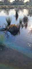 Winter sunshine at the wetlands