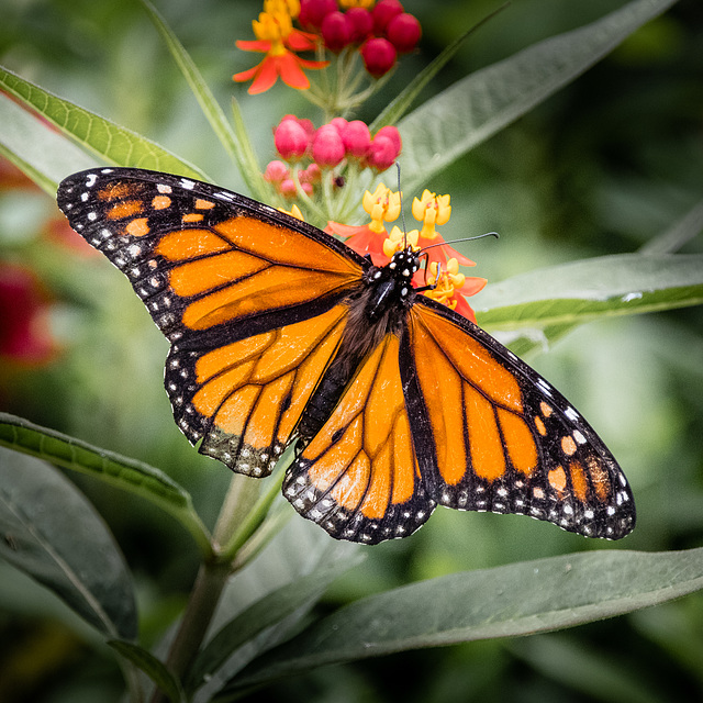 Monarch Butterfly