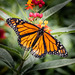 Monarch Butterfly