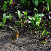 A Robin at Lacock Abbey