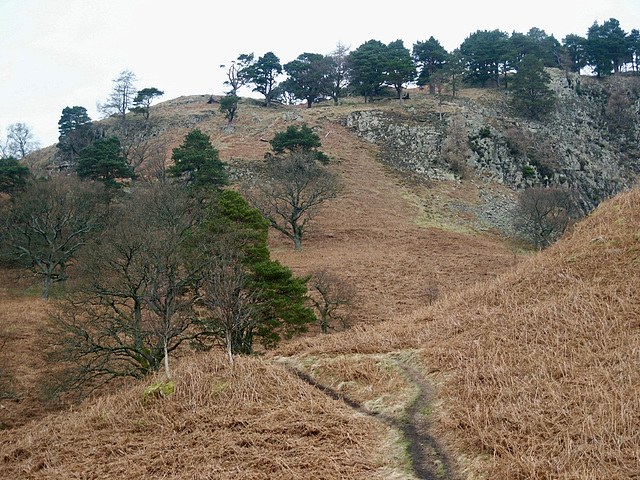 The path up to Wren Crag through mature pine and oak trees