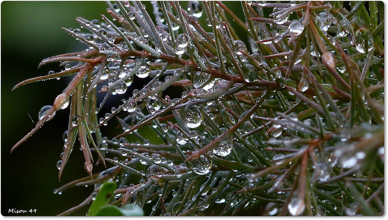 MON JARDIN