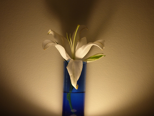 Lilium blanco en jarrón azul