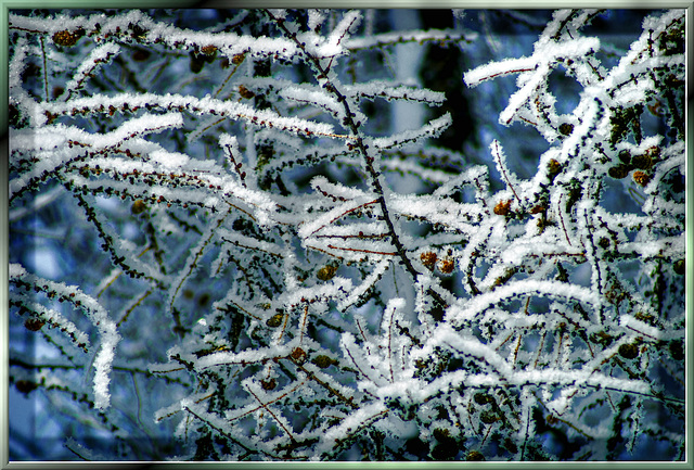 Lärche mit Schnee Kristallen. ©UdoSm