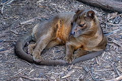 Fossa