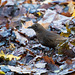 Blackbird throwing leaves around..