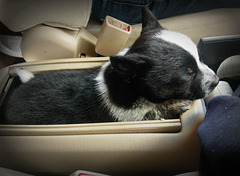 Puppy sleeps in center console