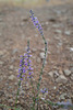 Anarrhinum bellidifolium, Lamiales