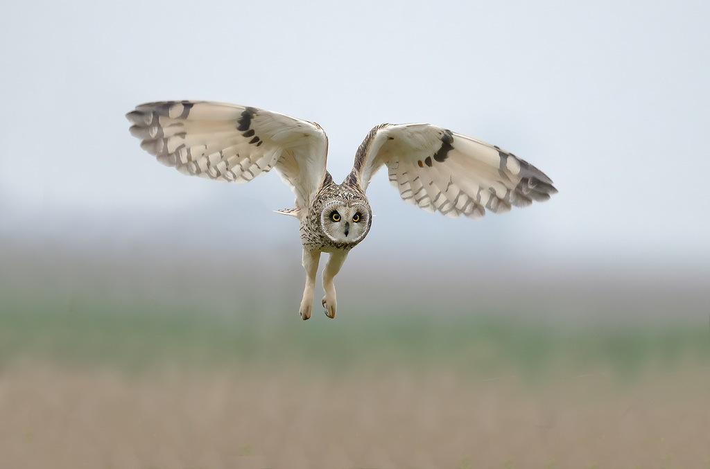 Hibou des marais - short eared Owl