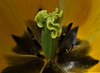 Tulip 5