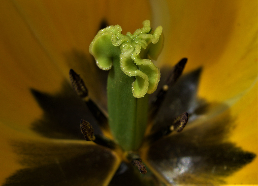 Tulip 5
