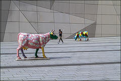 Vaches colorées