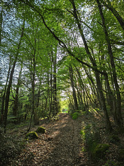 La forêt, la vie!  Forest, life! La forêt, la vie!  Forest, life!