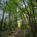 La forêt, la vie!  Forest, life!