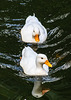 Two White Ducks