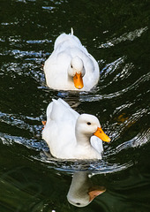 Two White Ducks