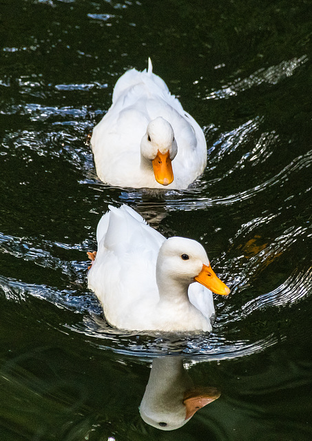 Two White Ducks
