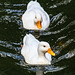 Two White Ducks