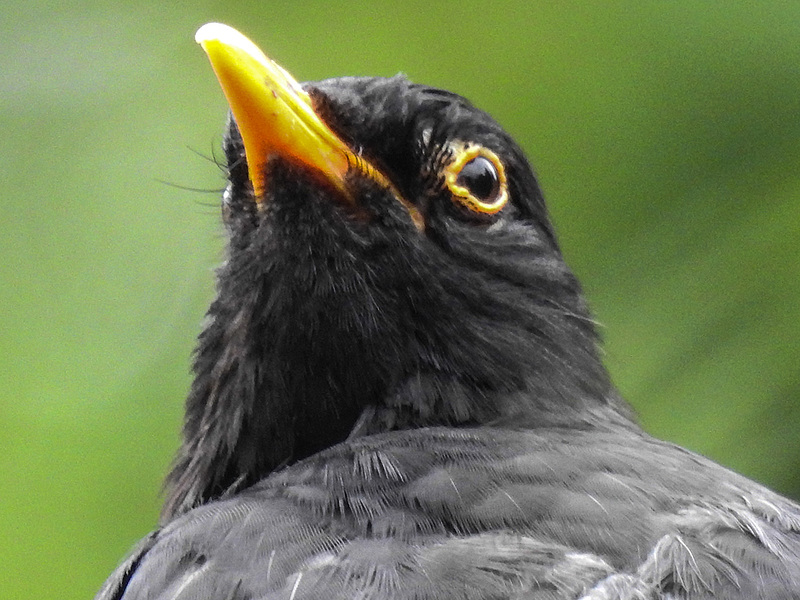 20170628 2195CPw [D~LIP] Amsel [m], Bad Salzuflen