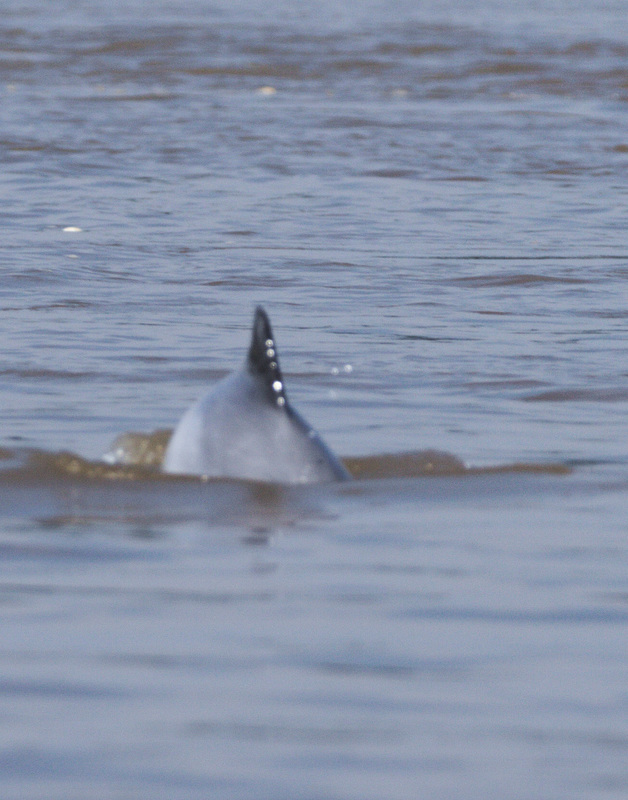 DolphinEF7A6899