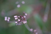 DSCF3444