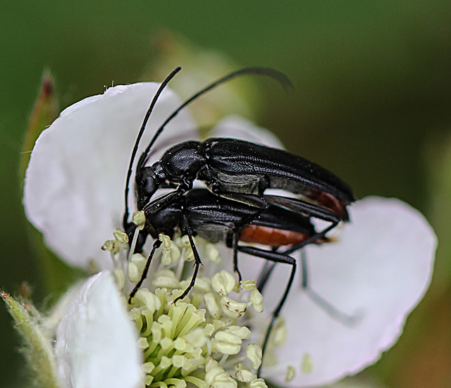 20110519 2821RMw [D~MI] Käfer, Großes Torfmoor, Hille-1