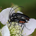 20110519 2821RMw [D~MI] Käfer, Großes Torfmoor, Hille-1