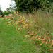 Indian Grass (Sorghastrum nutans)