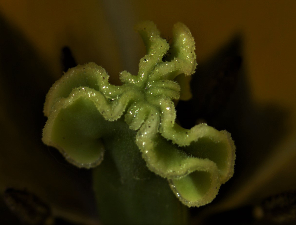 Tulip 4