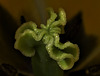 Tulip 4