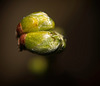 Turnunterricht auf den Knospen :))  Gymnastics lessons on the buds :))  Leçons de gymnastique sur les bourgeons :))