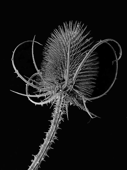 Thistle, aka teasel