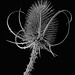 Thistle, aka teasel