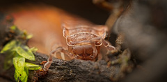 Die nahe Ansicht des Tausendfüßers (Myriapoda) :)) A close-up view of the millipede (Myriapoda) :)) Une vue rapprochée du mille-pattes (Myriapoda) :))