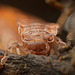 Die nahe Ansicht des Tausendfüßers (Myriapoda) :)) A close-up view of the millipede (Myriapoda) :)) Une vue rapprochée du mille-pattes (Myriapoda) :))
