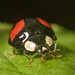 IMG 1646 Harlequin