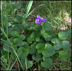 Viola (1)