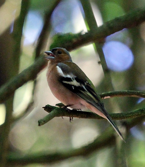 Buchfink, laut tirilierend im Wald