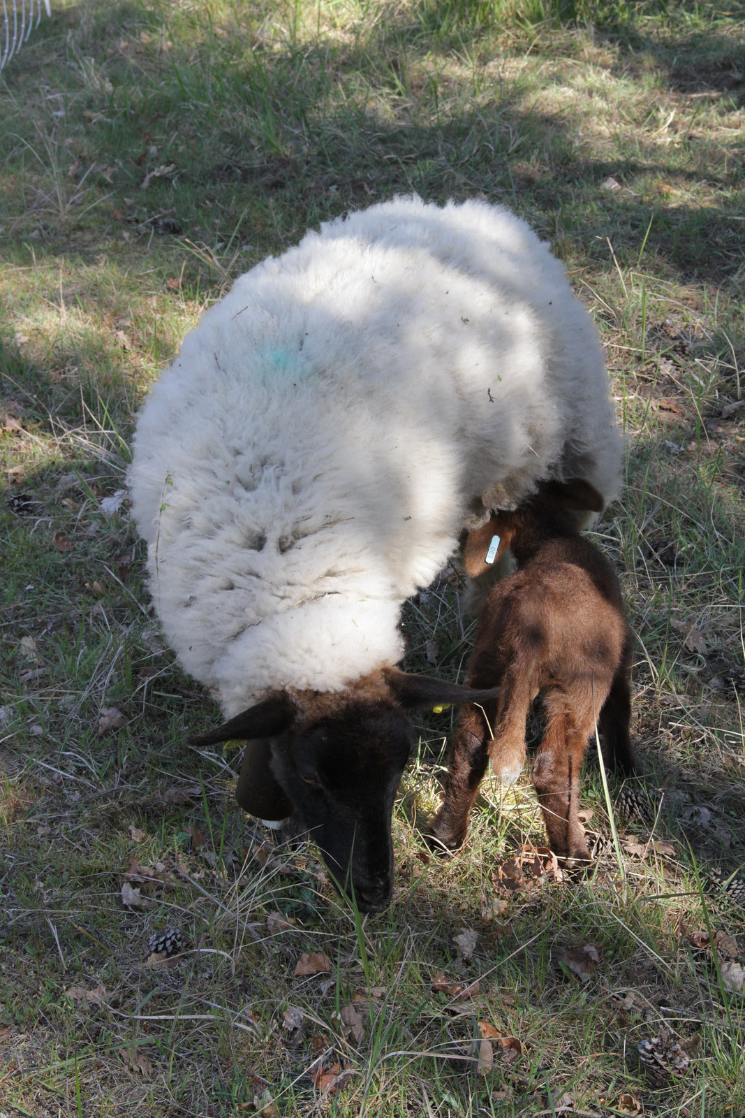 Transhumance du 5 mai 2016