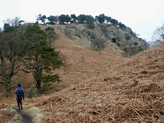 The path up to Wren Crag through mature pine and oak trees
