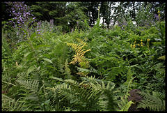 Pteris aquilina-Fougère aigle