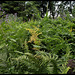 Pteris aquilina-Fougère aigle