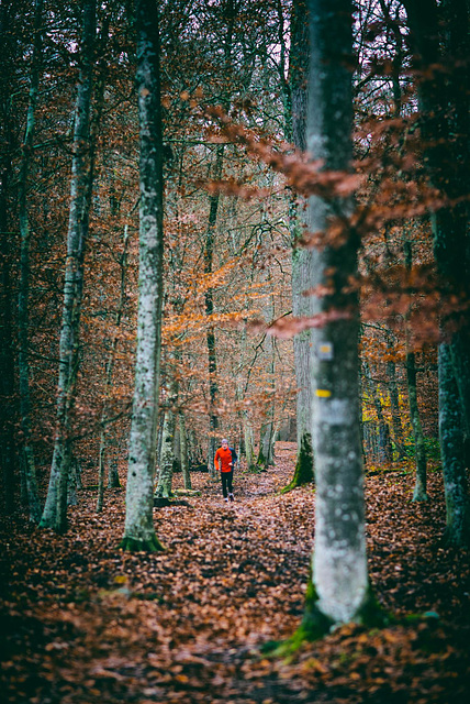 Forêt de Fontainebleau