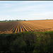 ploughed field in spring