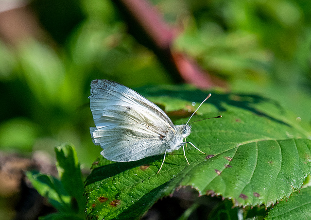 Small white butterfly