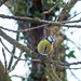 Blue tit (1)