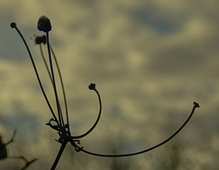 Japanese Anemone