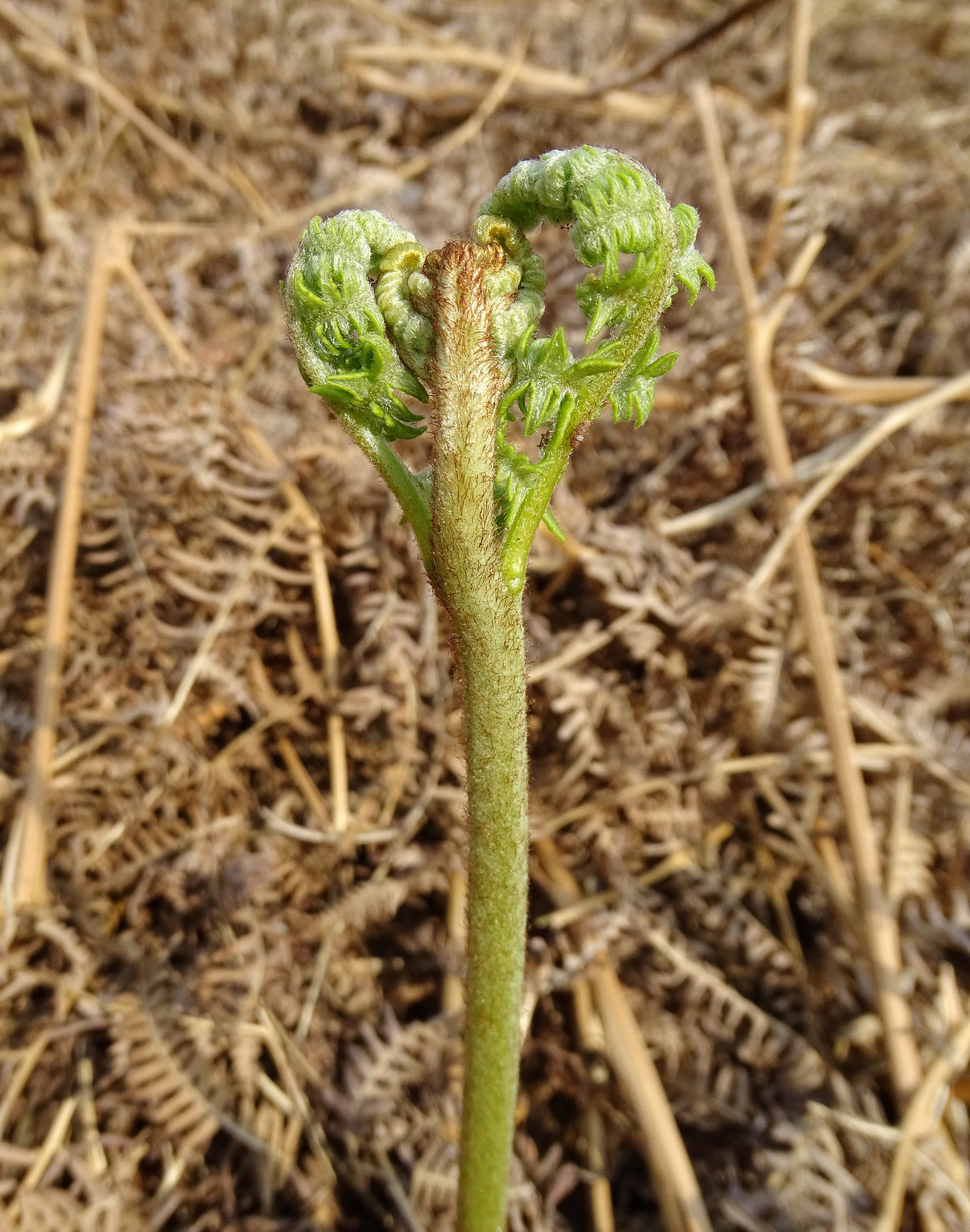 Bracken heart