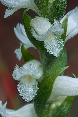 Spiranthes cernua (Nodding Ladies'-tresses orchid)